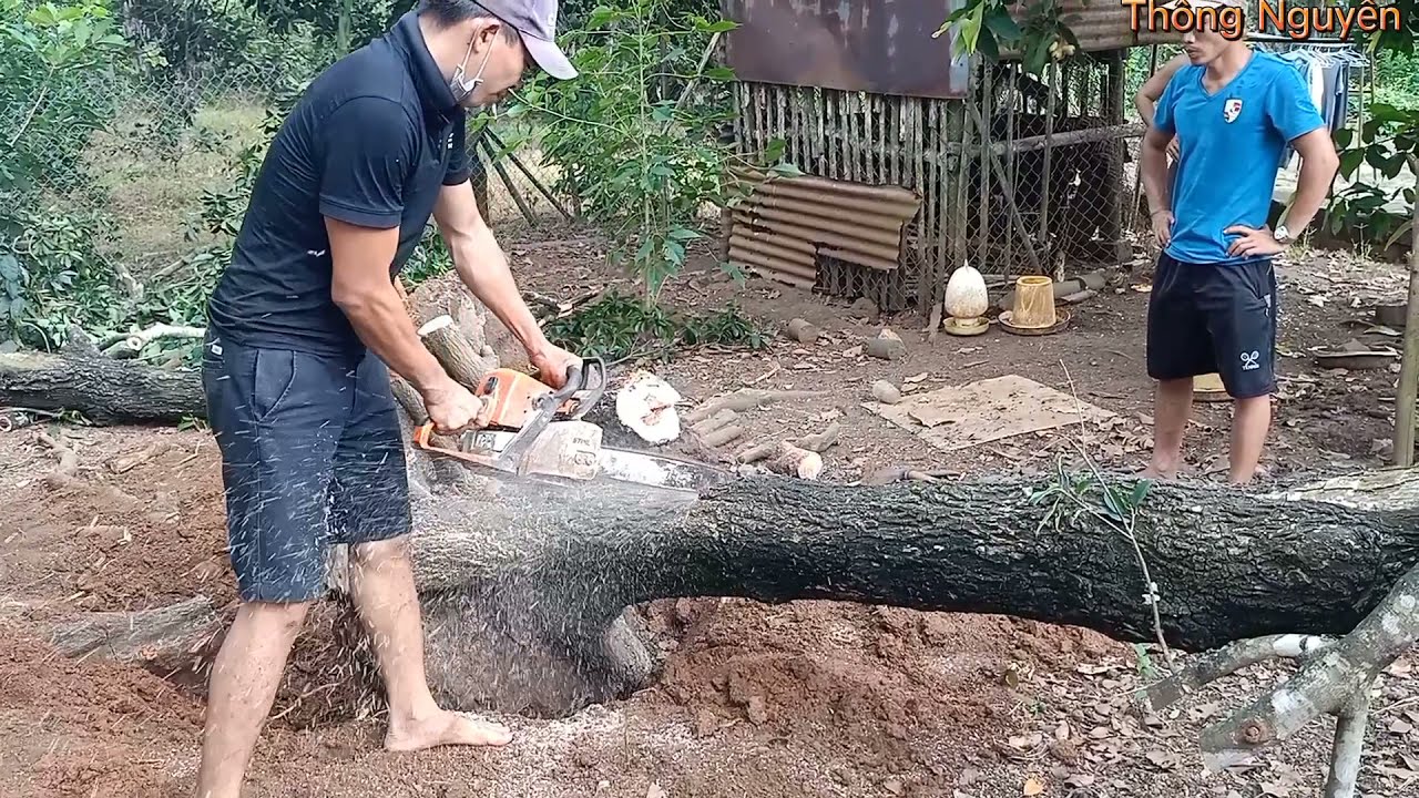 Kỹ Thuật Bứng Cây Đục Sẹo Và Xử Lý Phôi Cây Hồng Xiêm #thongnguyen_caycanh