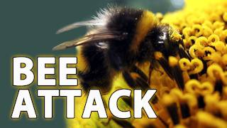 Hilarious Bumble Bee Attack!