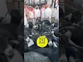 معزا عوارض ٢٠ تحتها ١٠ طيبات بيعت عند الرقيبة على معزا عوارض ٢٠ تحتها ١٠ طيبات بيعت عند الرقيبة على