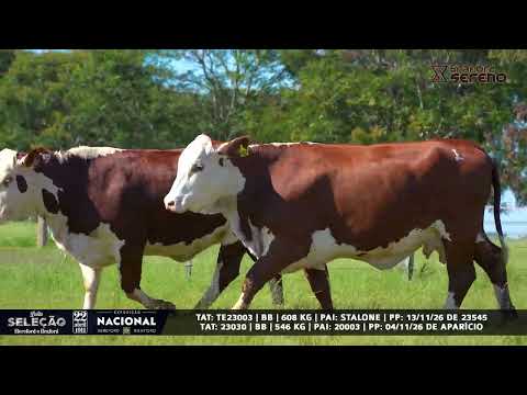 LOTE S01 - 2 VACAS BRAFORD B PRENHES TAT 23030 / TAT TE23003 - AGROPECUÁRIA SERENO