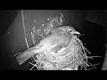 Live - Robin Nest     UPDATE: June 14 - 2nd egg laid!