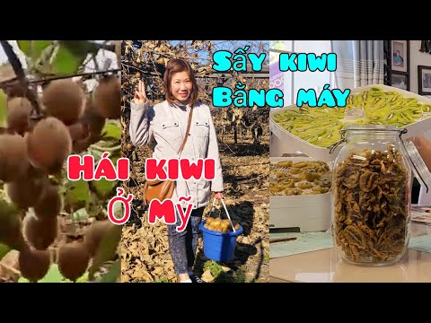 Video Hái kiwi ở Mỹ, 2 cách sấy kiwi rất dễ bằng máy mini... - youtube