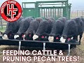 How we feed cattle and prune pecan trees