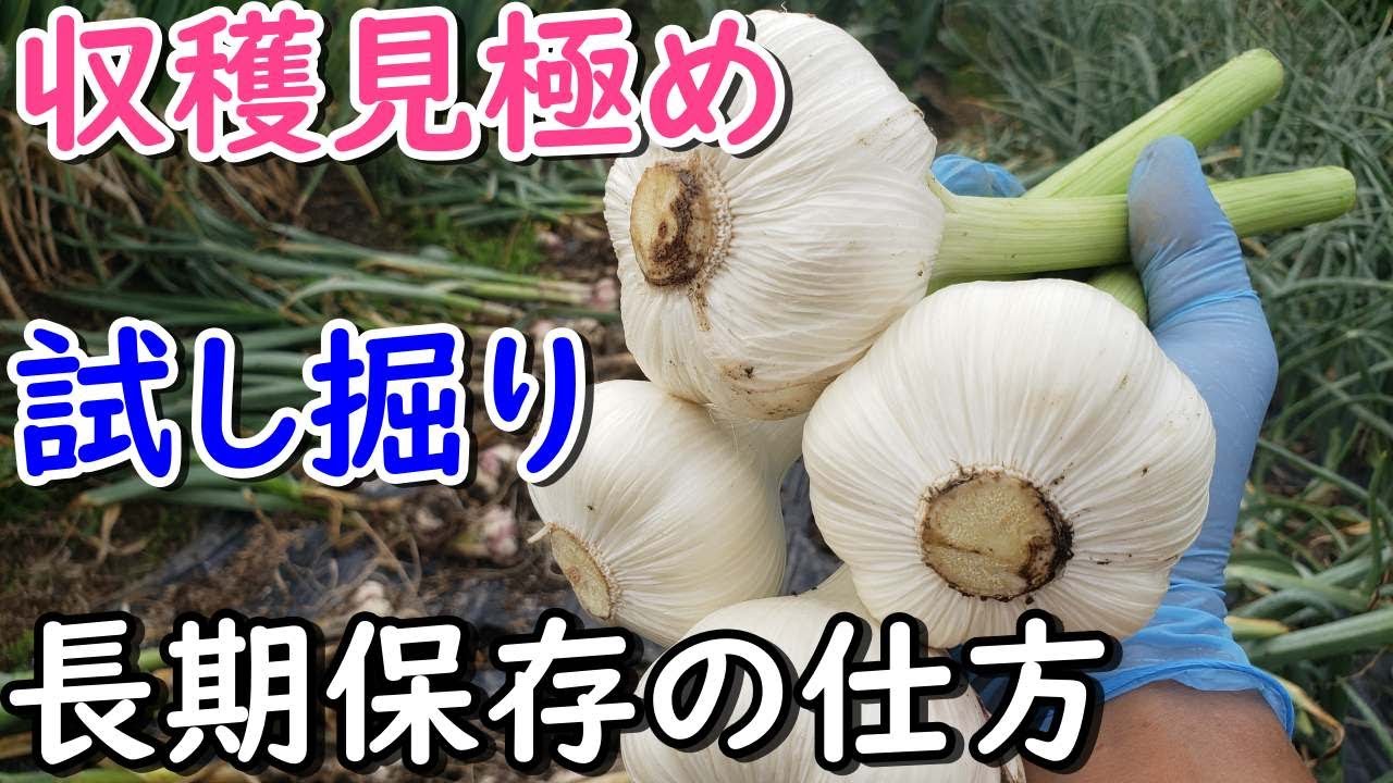 にんにくの試し掘りと収穫の見極めと長期保存方法（2025.5.18）