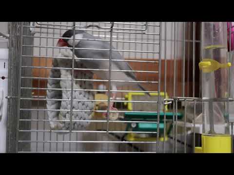 文鳥のど自慢に参加ッピ