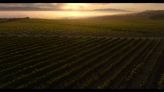 The Estate: A Story of Place, Wine & People
