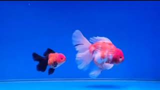 THE MOST BEAUTIFUL GOLDFISH #goldfish #aquarium #ranchul #oranda #ryukin