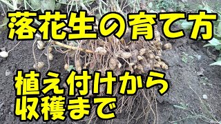 ラッカセイの育て方　植え付けから収穫まで