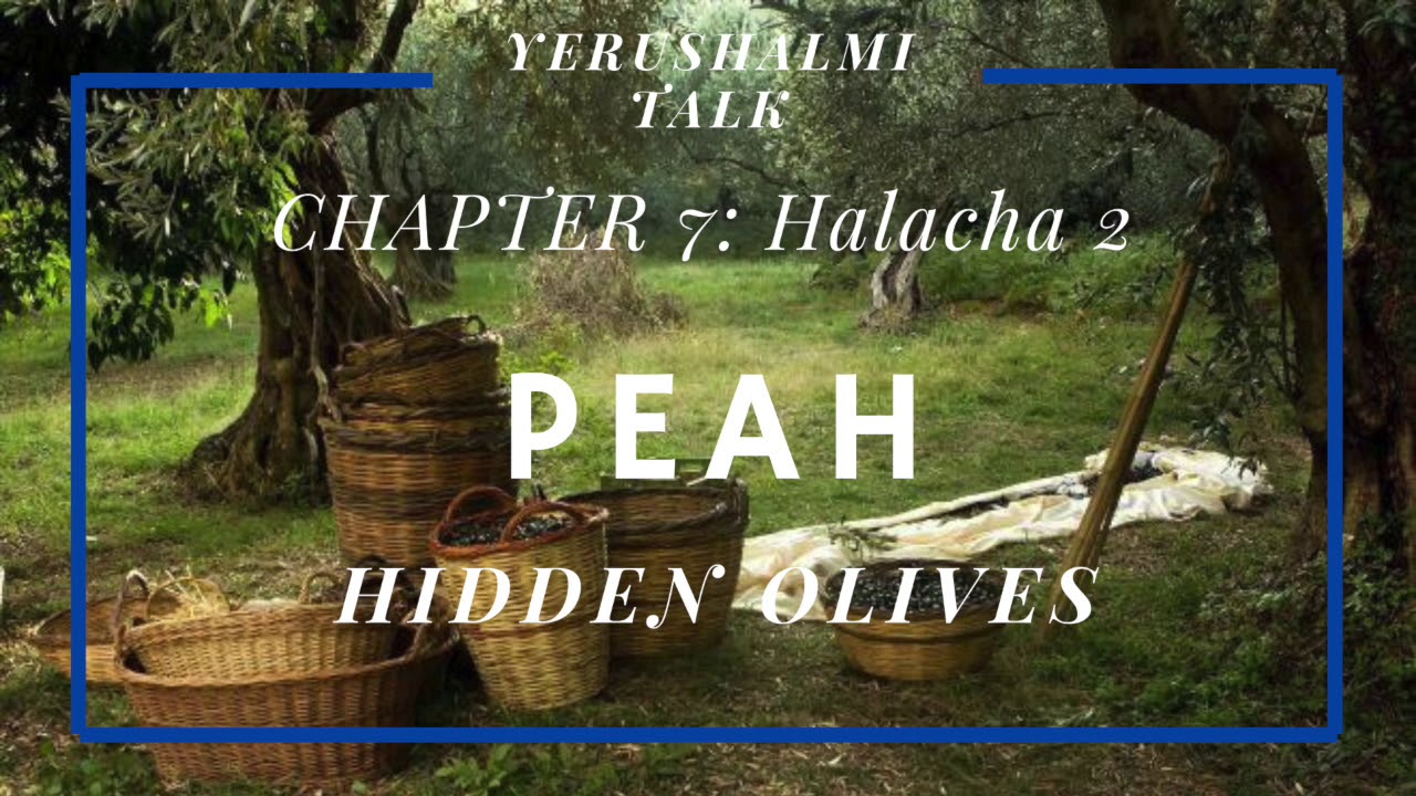 Yerushalmi Daf Yomi Hidden Olives Peah Chapter 7 Halacha 2 YouTube