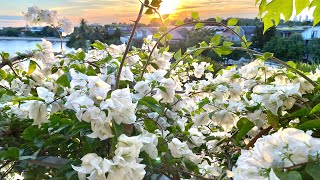 Secrets to increase flowering on Bougainvillea