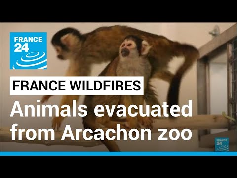 Video: Nojeva barka Reševanje živali v Haute-Vienne, Francija