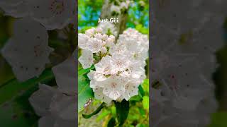 Mountain Laurel The state flower of Pennsylvania! #justgiji #mountains #mountainlaurel #StateFlower
