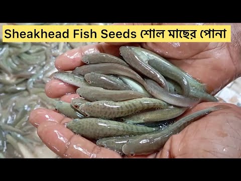 Sheakhead Fish Seeds Farm Fingerline Fish / শোল মাছের পোনা 