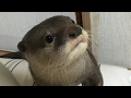 カワウソさくらが家中駆け回る！ otter