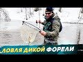 Ловля форели. Успеть до половодья. Рыбалка с #OnlySpin