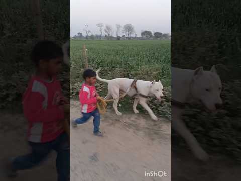 Only 3 Year Child With Dogo Argentino Shorts Viral Doglover 