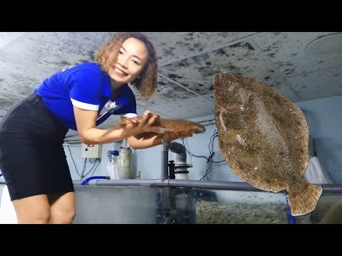 Video Cá Bơn - Thờn Bơn sống - Hải Sản mới lạ - youtube