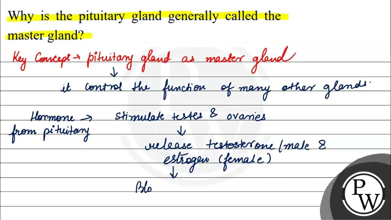 Why is the pituitary gland generally called the master gland? YouTube