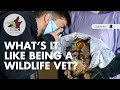 How Does A Wildlife Veterinarian Do It 