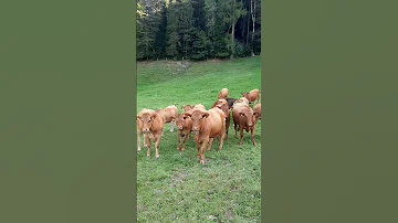 Brown Breed Of Cows In Switzerland Shorts Satisfying 
