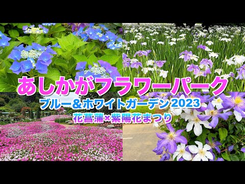 【あしかがフラワーパーク】【花菖蒲×紫陽花まつり2023】【ブルー＆ホワイトガーデン】【栃木県　足利市】／4K／Ashikaga Flower Park／Iris／Hydrangea／Crematis