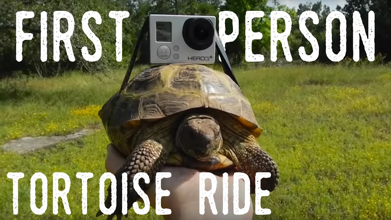 petco hours GoPro On a Russian Tortoise!
