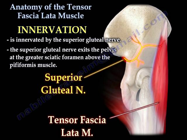 Anatomy of the Tensor Fascia Lata Muscle - Everything You Need To