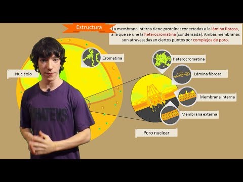Video: ¿Está el nucléolo en el núcleo?