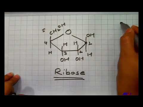 Bio class12 unit 06 chapter 02 genetics and evolution- molecular basis of inheritance  Lecture -2/12