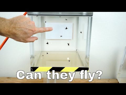 Can Flies Actually Fly in a Vacuum Chamber?