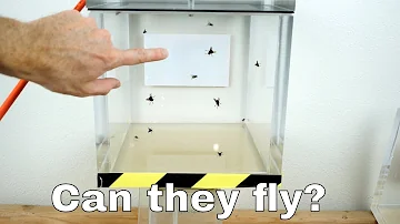 Can Flies Actually Fly in a Vacuum Chamber?