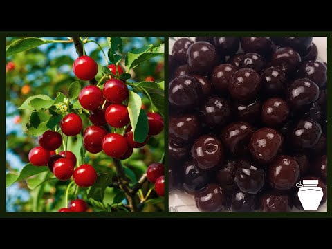 Video: Poți mânca Solanum de cireșe de iarnă?