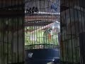 Suara Burung Lovebird Terindah Dan Coba Anda Letak Kan Hp Kalian Dengan Membunyikan Suara Ini 1 Omkicau(.mp3 .mp4) Mp3 - Mp4 Download