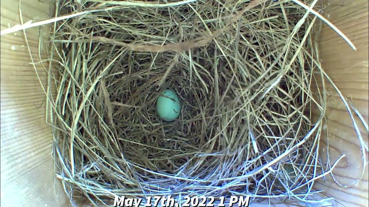 Crazy Fast Birds Nest Build Bluebird Builds Nest and Lays an Egg the