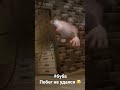 booba engraçado 🤣🤣🤣🤣🤣🤣