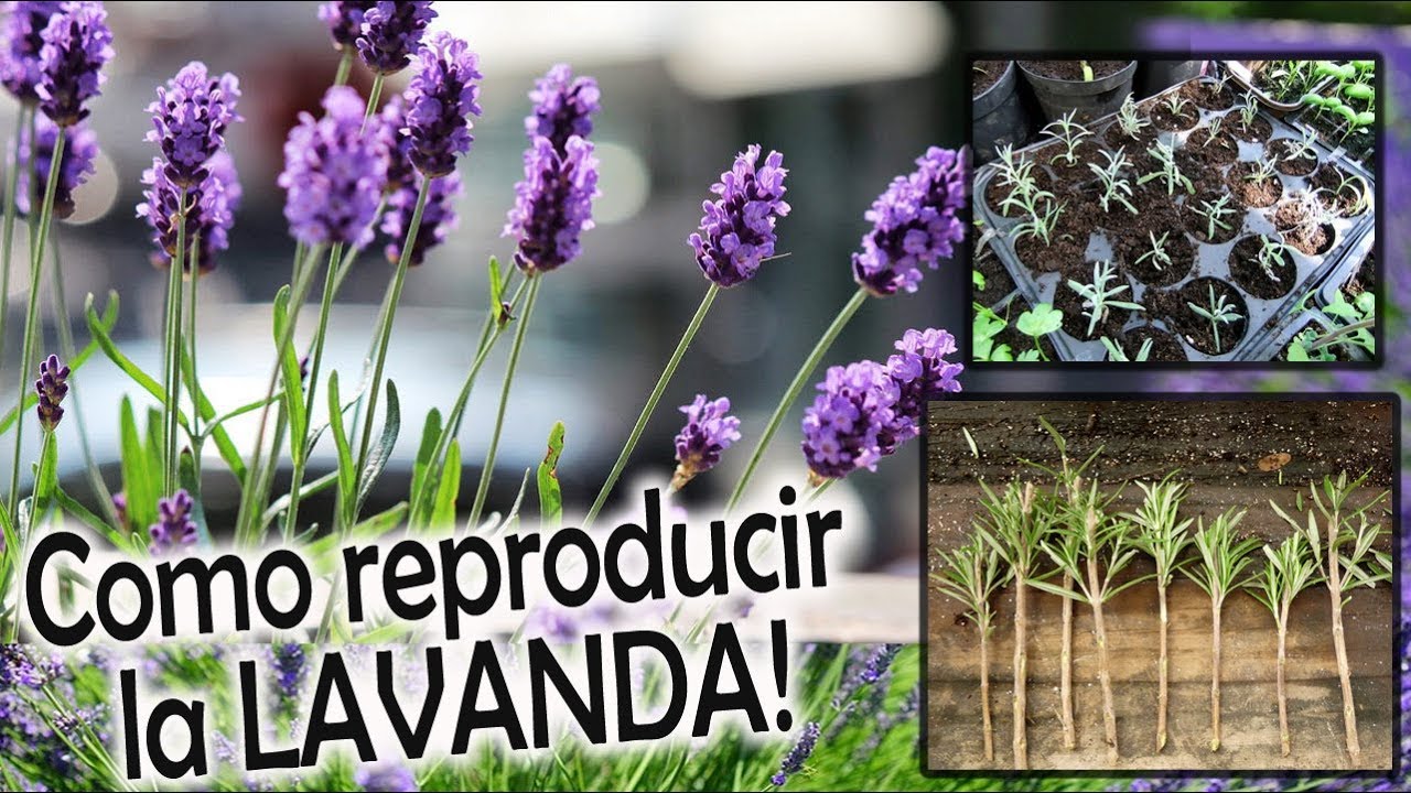 Cómo reproducir la lavanda: guía paso a paso para principiantes