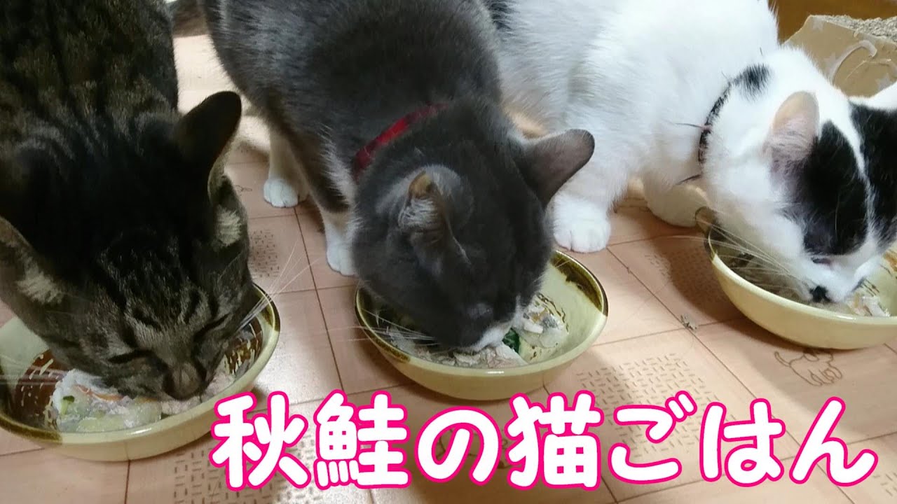 秋鮭の猫ごはん～Handmade cat rice - YouTube