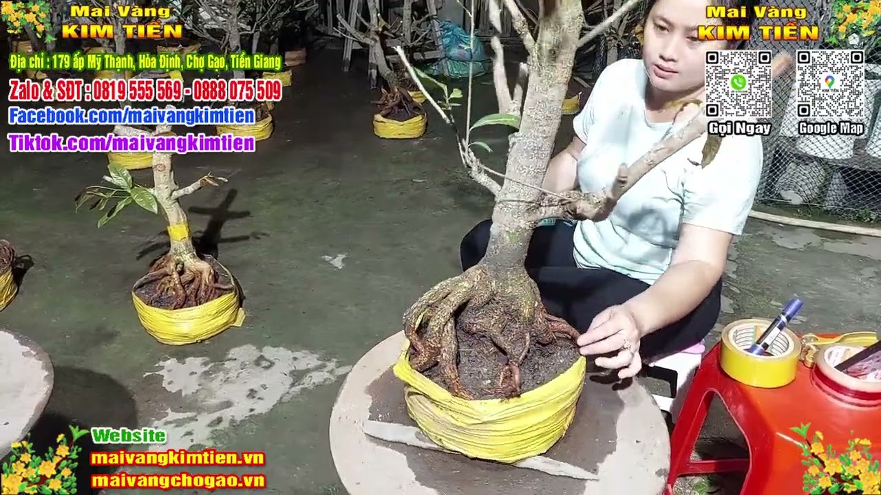 Phôi Mai Thủ Đức Giá Rẻ Bao Ship Bao Sống Toàn Quốc - Mai Vàng Kim Tiền Chợ Gạo