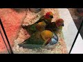 Our sun conures babies starting eating,babies Indian Ringnecks and a Goffin Cockatoo