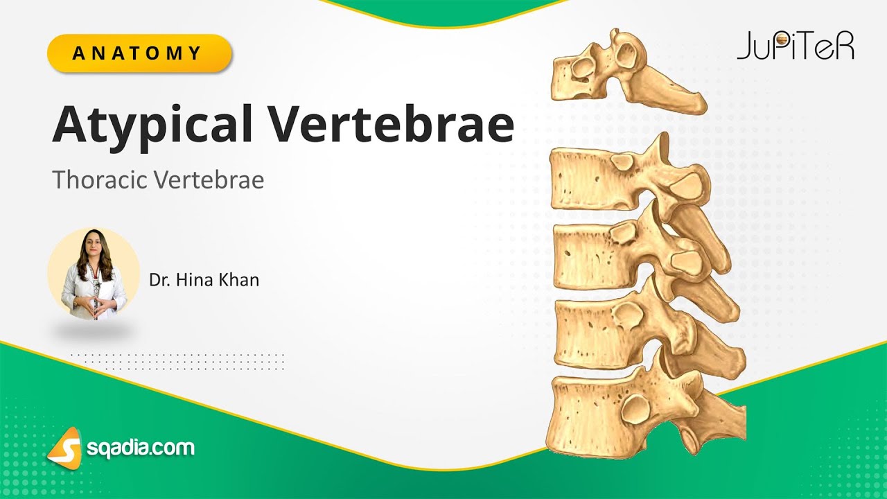 Thoracic Vertebrae - Atypical Vertebrae