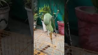 Mitthu ki Awaz mitthu mitthu #parrot #mitthu #viral #shorts
