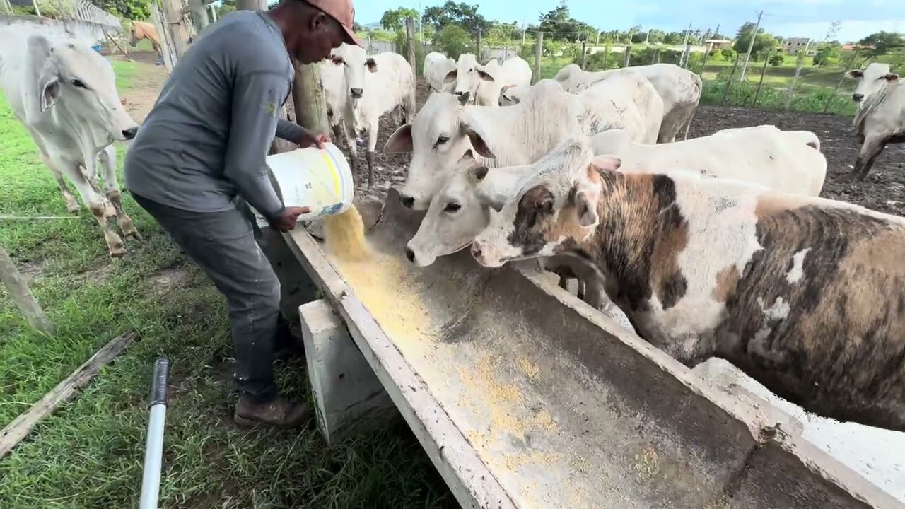 Explicando o manejo do confinamento sem volumoso !