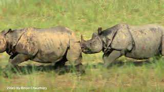 Chitwan National Park                 One Horned Rhino Fight