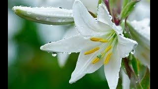 Drops of Earth (Nature relaxation) ~ Aakash Gandhi