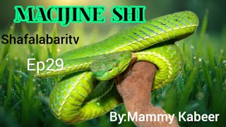 Macijine shi Ep29