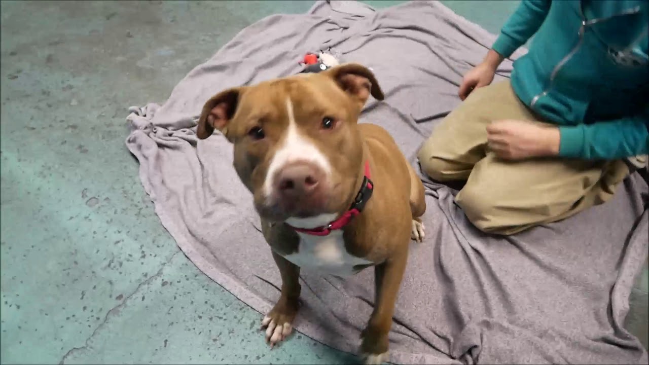 adopt cats long island Brick 29124 /NYCACC/| Big Lug