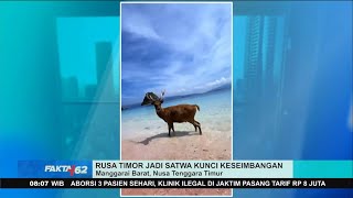 Download Lagu Kontak Tembak Lawan Perburuan Satwa Rusa Timor MP3