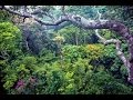 Como Proteger y Restaurar Bosques y Plantas del deterioro Ambiental- TvAgro por Juan Gonzalo Angel