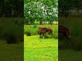 Wild Horses: The Majestic Creatures That Roamed Free For Centuries