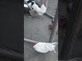 #australorp #tindet #music #status #shortvideo